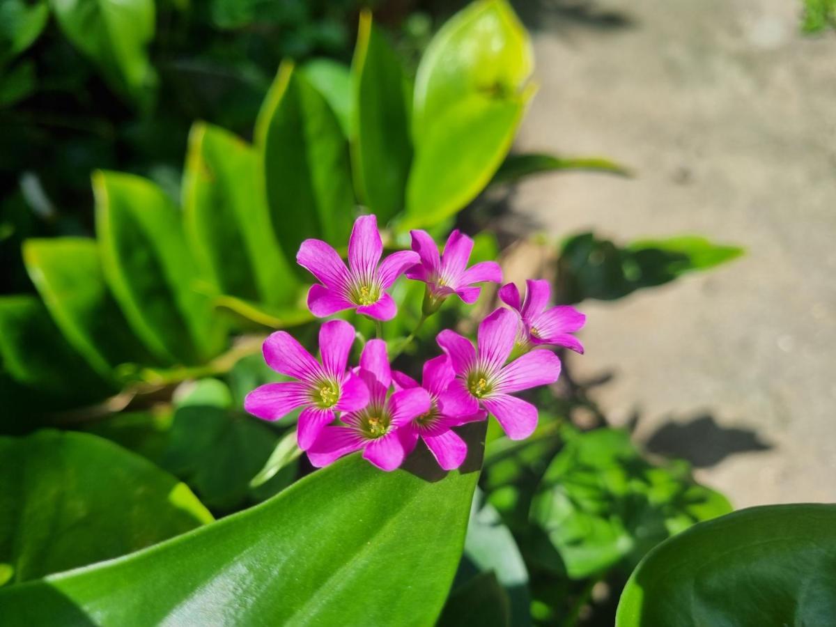 Katie'S Homestay Dong My ภายนอก รูปภาพ